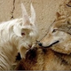 Image for article titled Mama Goat Adopts Abandoned Wolf Cub